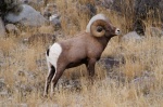 The proposed zone is rich ecosystem, home to Bighorn sheep, bear, elk, deer, foxes, eagles and many other animals