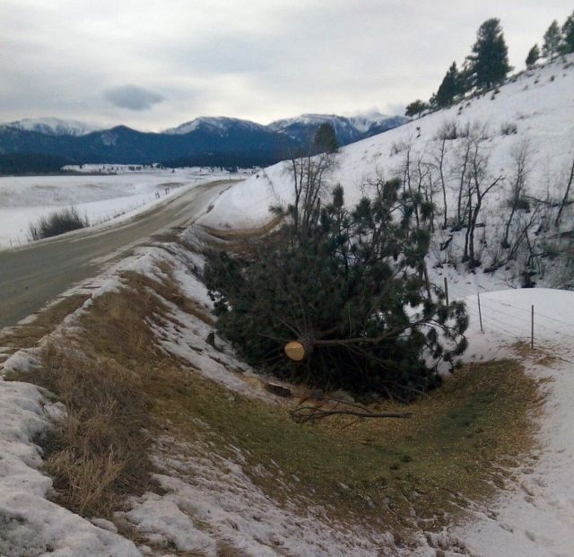 One of several trees cut on Fiddler Creek Road. Photo: Virginia Cross